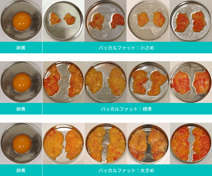 卵黄 バッカルファット：小さめ 卵黄 バッカルファット：標準 卵黄 バッカルファット：大きめ