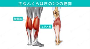 ふくらはぎの筋肉