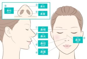 鼻の部位