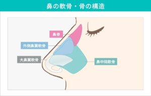 鼻の軟骨と骨の構造、部位名付きイラスト