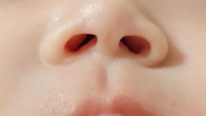 鼻のアップ