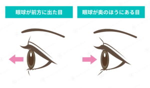 眼球が前方と奥にある目の比較